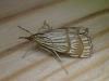 Chrysocrambus linetella